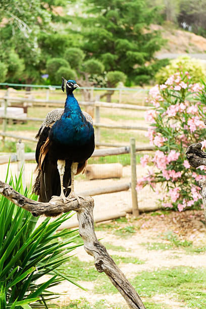 istock Indian peafowl standing on a branch in a zoo 2210973575