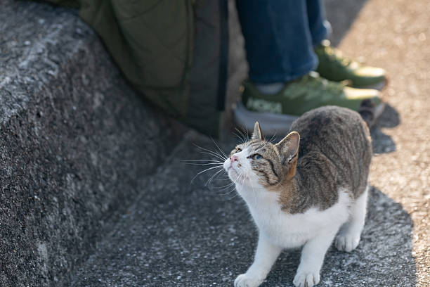 istock Cute cat sitting and staring 2210973594
