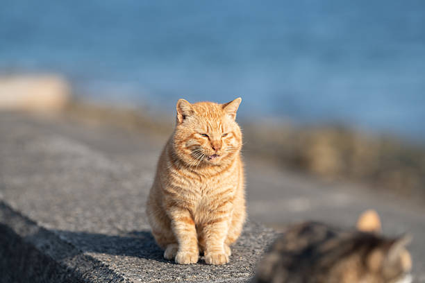 istock Cute cat relaxing on the embankment 2210973760