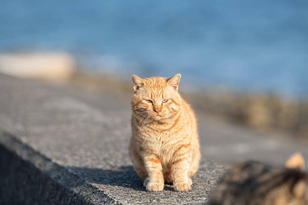istock Cute cat relaxing on the embankment 2210973771