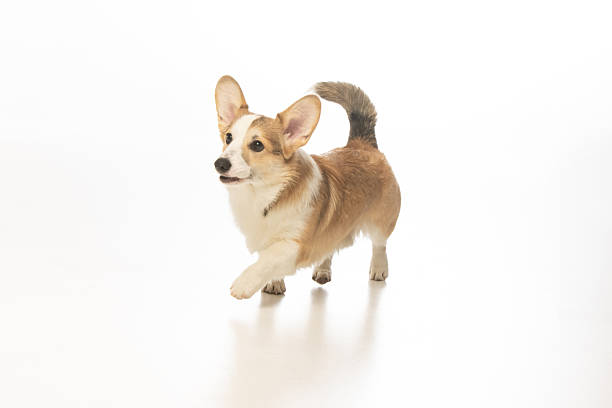 istock Welsh Corgi Pembroke on white background 2210974460