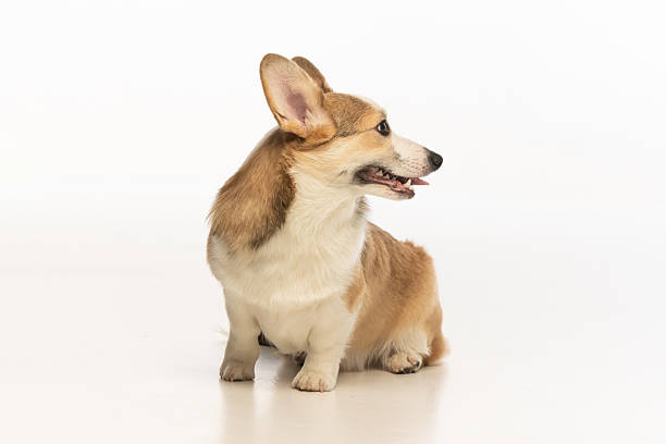 istock Welsh Corgi Pembroke on white background 2210974474