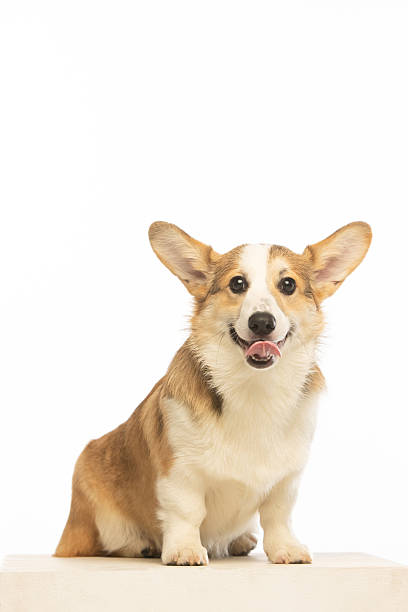 istock Welsh Corgi Pembroke on white background 2210974515