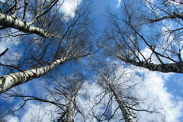 Looking up at the sky through birch trees