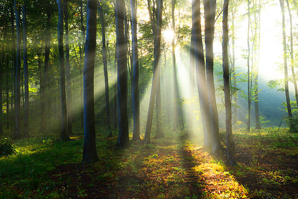 istock Beautiful morning in the forest 2210977133