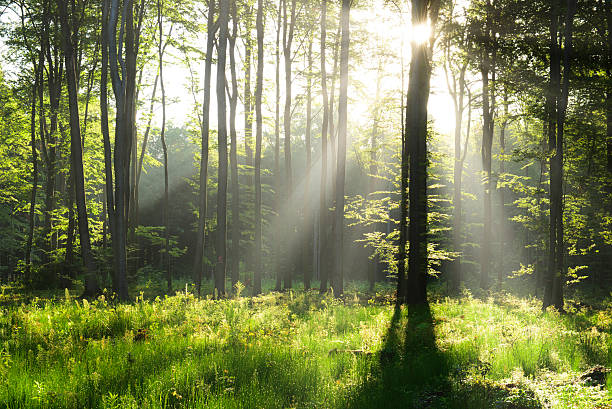 istock Beautiful morning in the forest 2210977268