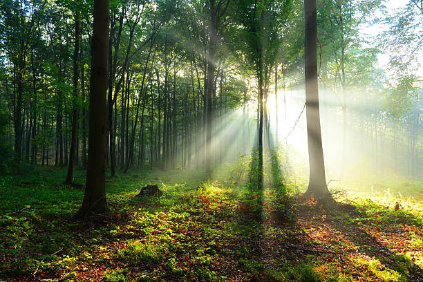 istock Beautiful morning in the forest 2210977309