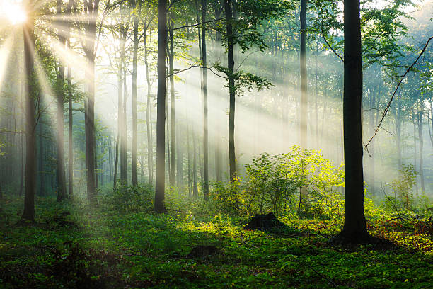 istock Beautiful morning in the forest 2210977311