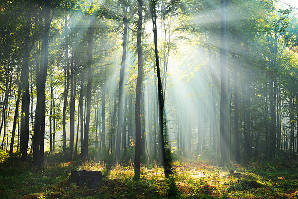 istock Beautiful morning in the forest 2210977313