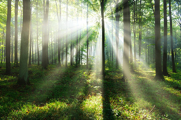 istock Beautiful morning in the forest 2210977314
