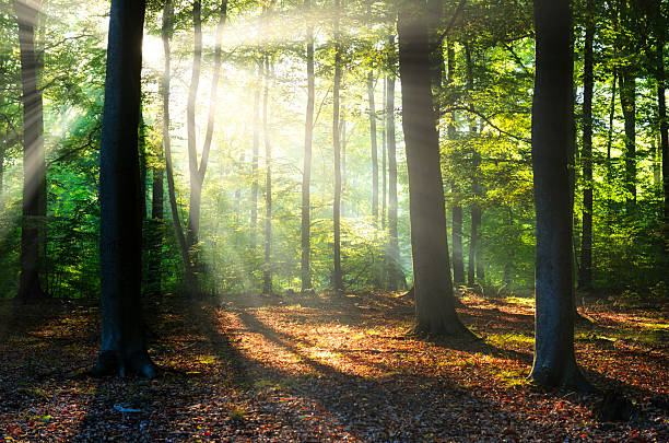 istock Beautiful morning in the forest 2210977337