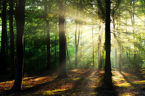 istock Beautiful morning in the forest 2210977341