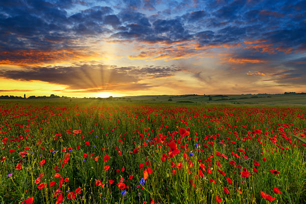 istock Beautiful summer day over poppy field 2210977615