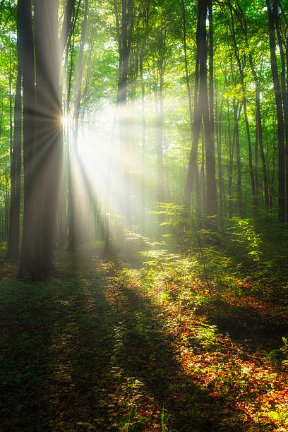 istock Beautiful morning in the forest 2210978114