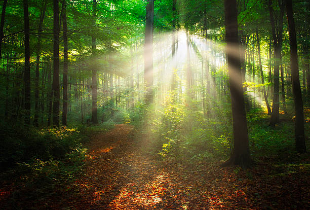 istock Beautiful morning in the forest 2210978169