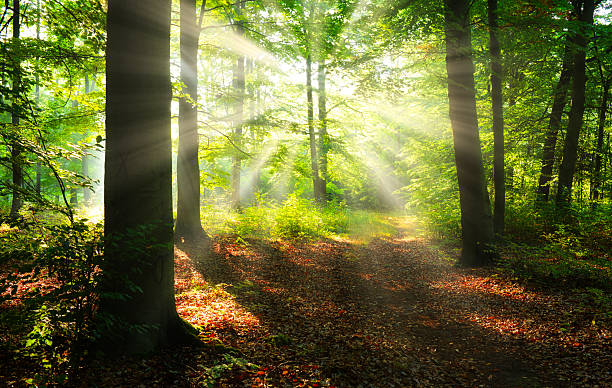 istock Morning in the green forest 2210978523