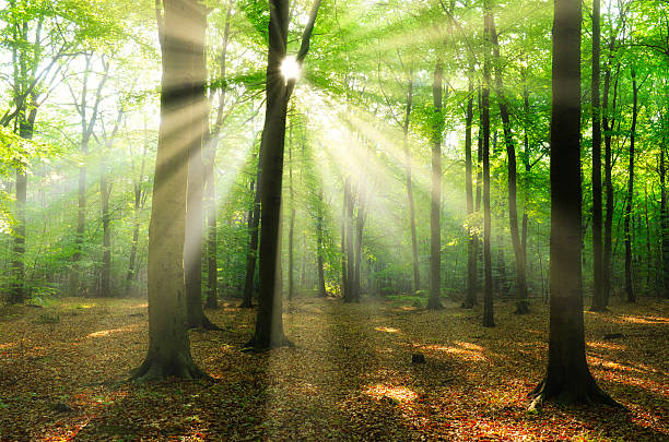 istock Beautiful sunny morning in the green forest 2210979145