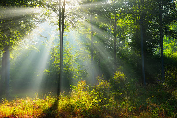 istock Morning in the green forest 2210979148