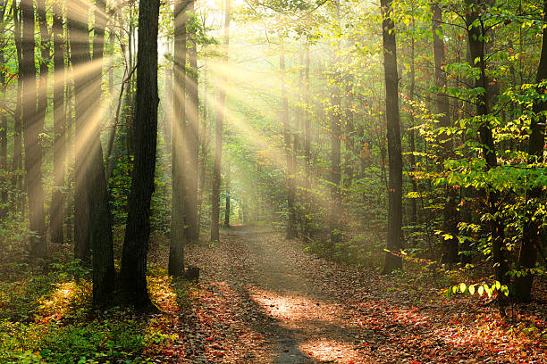 istock Beautiful sunny morning in the green forest 2210979399
