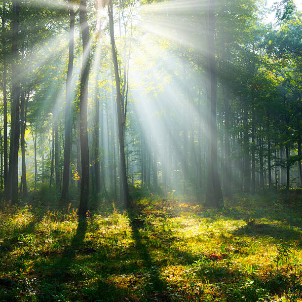 Morning in the green forest