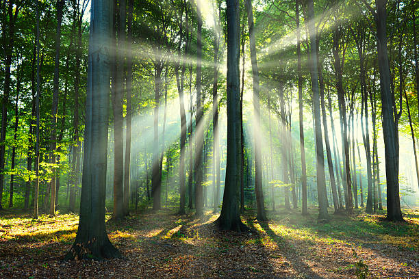 istock Morning in the green forest 2210979518