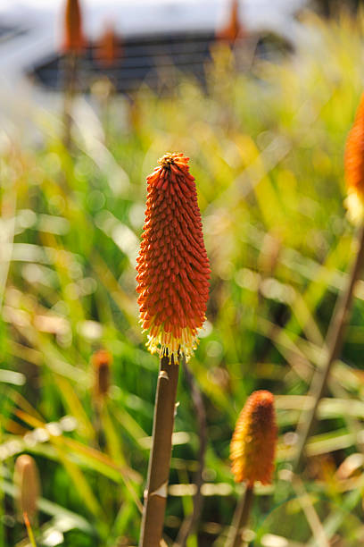 Kniphofia or torch lily blooming stock photo
