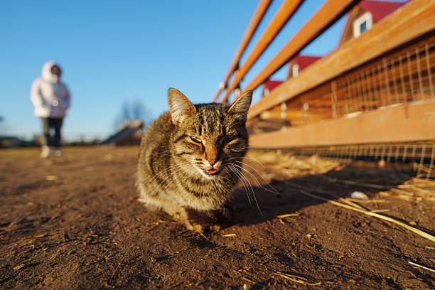 Playful tabby cat exploring the sunny country path while a child wanders near a rustic wooden fence on a clear afternoon