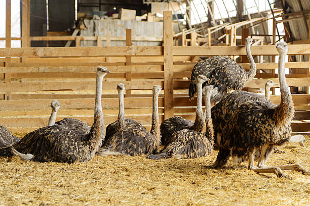istock Ostrich walking inside a barn during daylight hours near a farmyard 2210979951