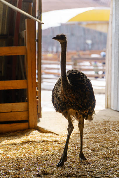 istock Ostriches standing in a barn with straw on the floor during daytime 2210979965