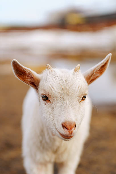istock Small white goat curiously stands, surveying its surroundings with interest. Vertical photo 2210979992
