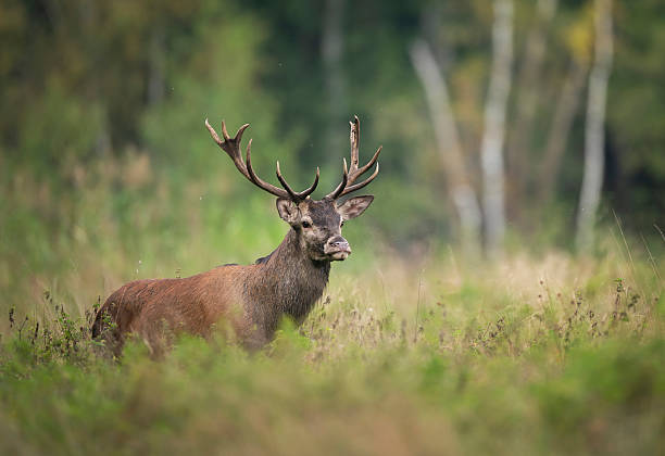 istock European deer male buck ( Cervus elaphus ) during rut 2210981433