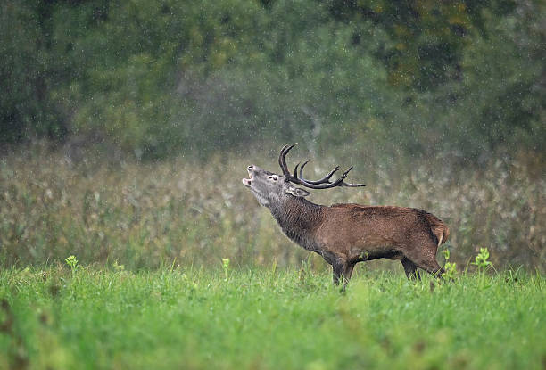 istock European deer male buck ( Cervus elaphus ) 2210981550