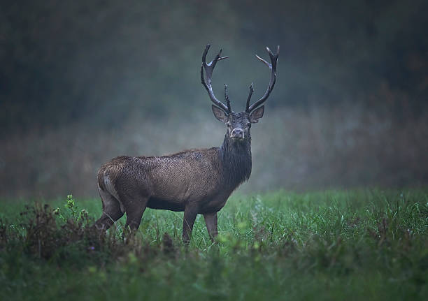 istock European deer male buck ( Cervus elaphus ) 2210981551