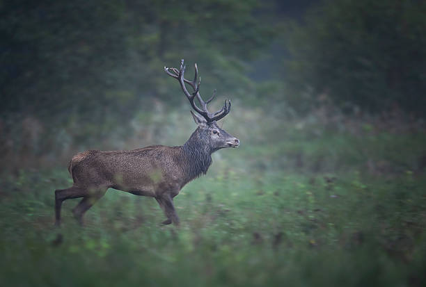 istock European deer male buck ( Cervus elaphus ) 2210981554