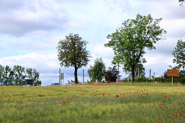 Possendorf, Saxony, Germany in Europe - May 31 2024: red poppies blooming at a field