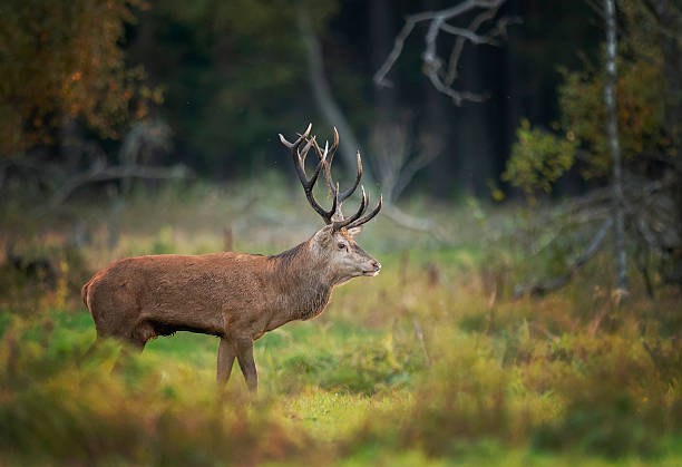 istock European deer male buck ( Cervus elaphus ) during rut 2210981695