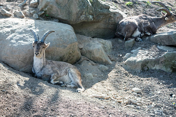 Close-up of the Alpine Ibex