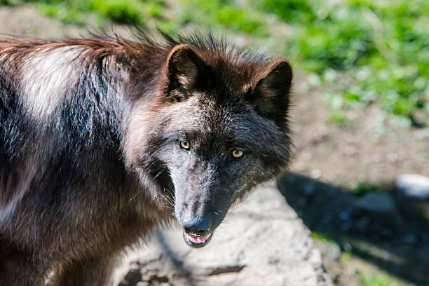 Portrait of a Canadian black wolf