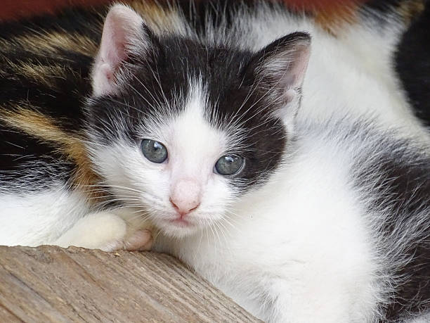 istock Portrait of a kitten. Cat 2210983360