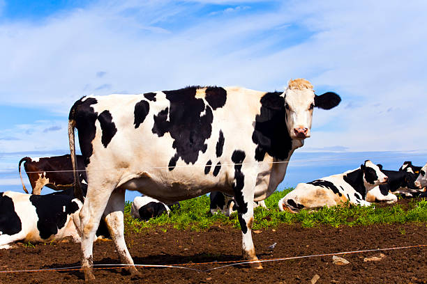 Dairy cows on the ranch.\nRanch in Karuizawa, Nagano, Japan.