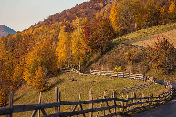 Mountain forest in autumn sunset, trees in warm colors