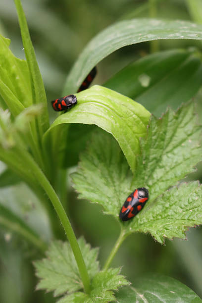istock Many Cercopis vulnerata on green leaves on springtime 2210983994