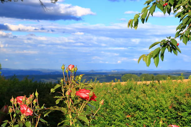 the red roses blooming in the garden