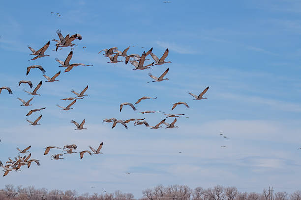 istock Flock of Sandhill Cranes 2210986420