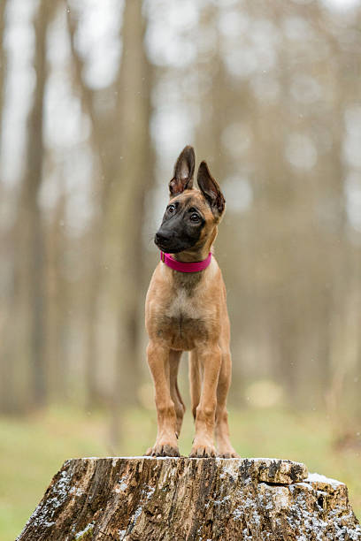 Belgian Malinois Puppy with Pink Collar Standing Against Tree Stump