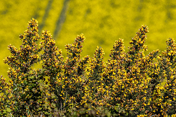 yellow and green near the mountains in Galicia, Spain, during spring