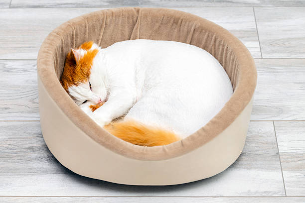 istock white cat with red head lies curled up in a bed 2210990485