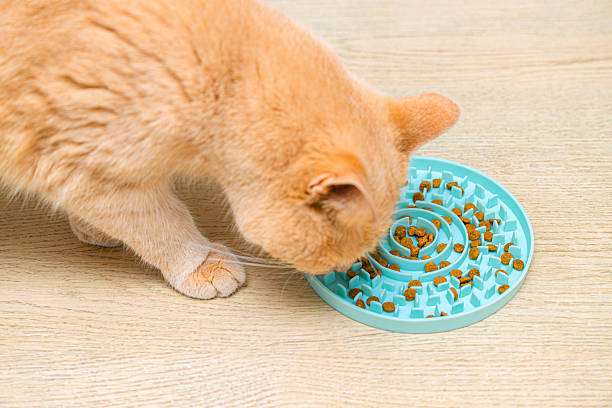 istock cat eating from slow feed bowl, close-up. 2210990513