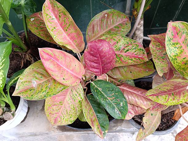 istock Captivating in a pot, the pink Aglaonema Big Roy 2210990543
