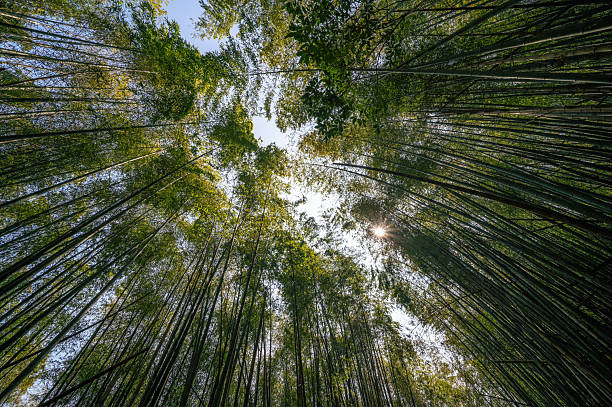 istock Bamboo Forest Sunlight - Chiayi, Taiwan. 2210990610